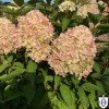 Hydrangea paniculata 'Cotton Cream' - Aedhortensia 'Cotton Cream' C1/1L